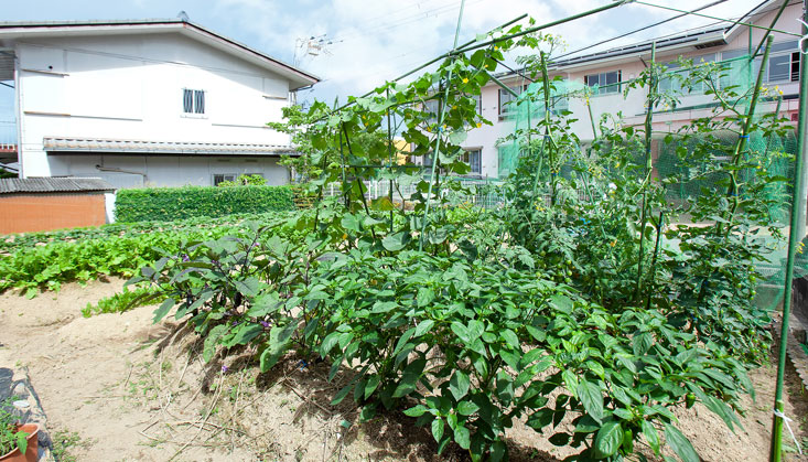 ちびっこ農園